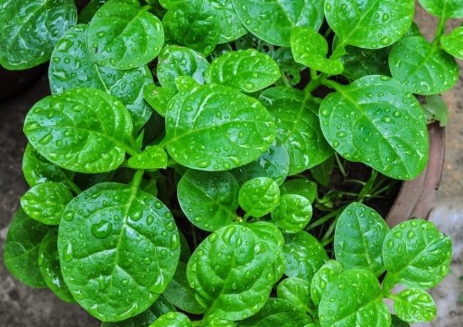 Boiled spinach to lose weight effectively