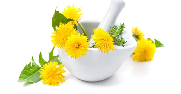 Use dandelion flower supplements