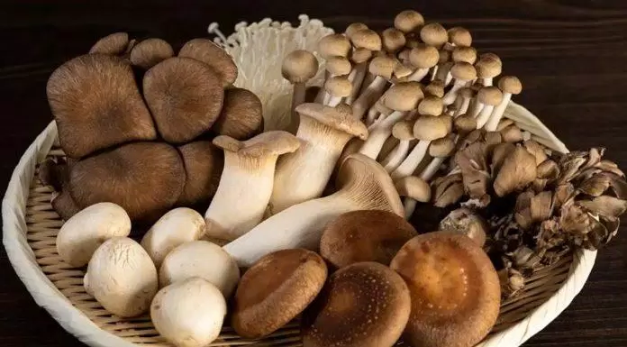 Let's eat mushrooms