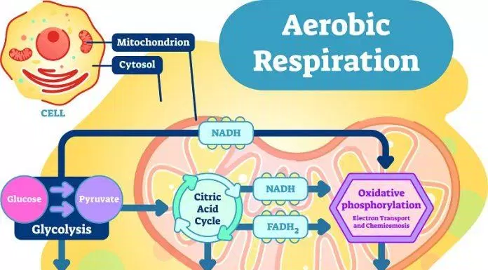 This respiration process needs to be supplied with oxygen to "burn" the materials.