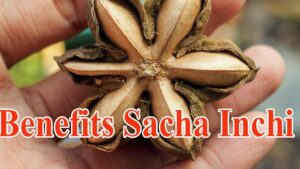 What Are The Benefits Of Sacha Inchi? New Update 2020