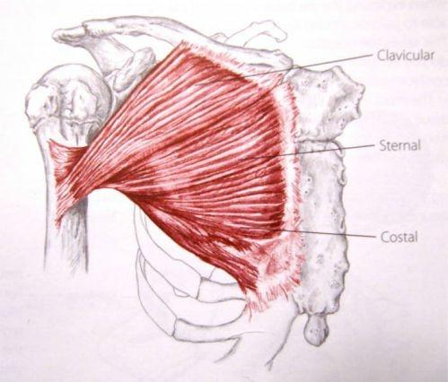 Structure of the pectoralis muscle