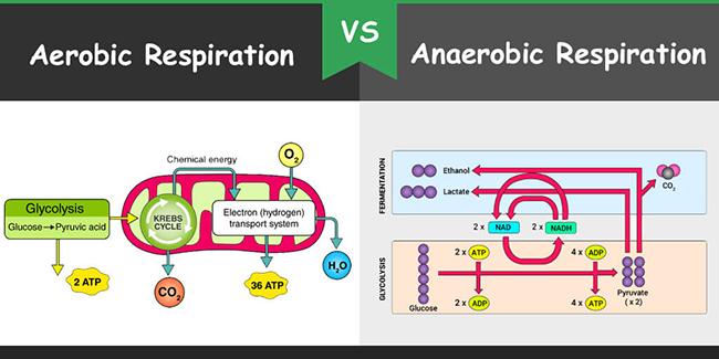 What Is The Difference Between Aerobic And Anaerobic Respiration?