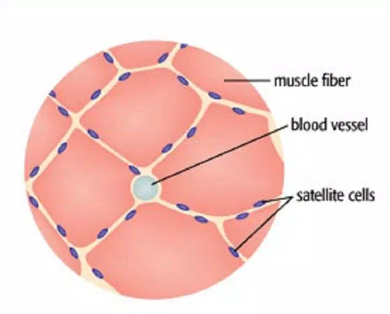 Only when micro-damage caused by exercise occurs, do muscle cells send out signals to call satellite cells to help with recovery.