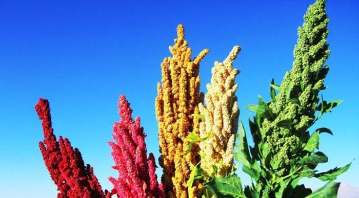 The history of quinoa